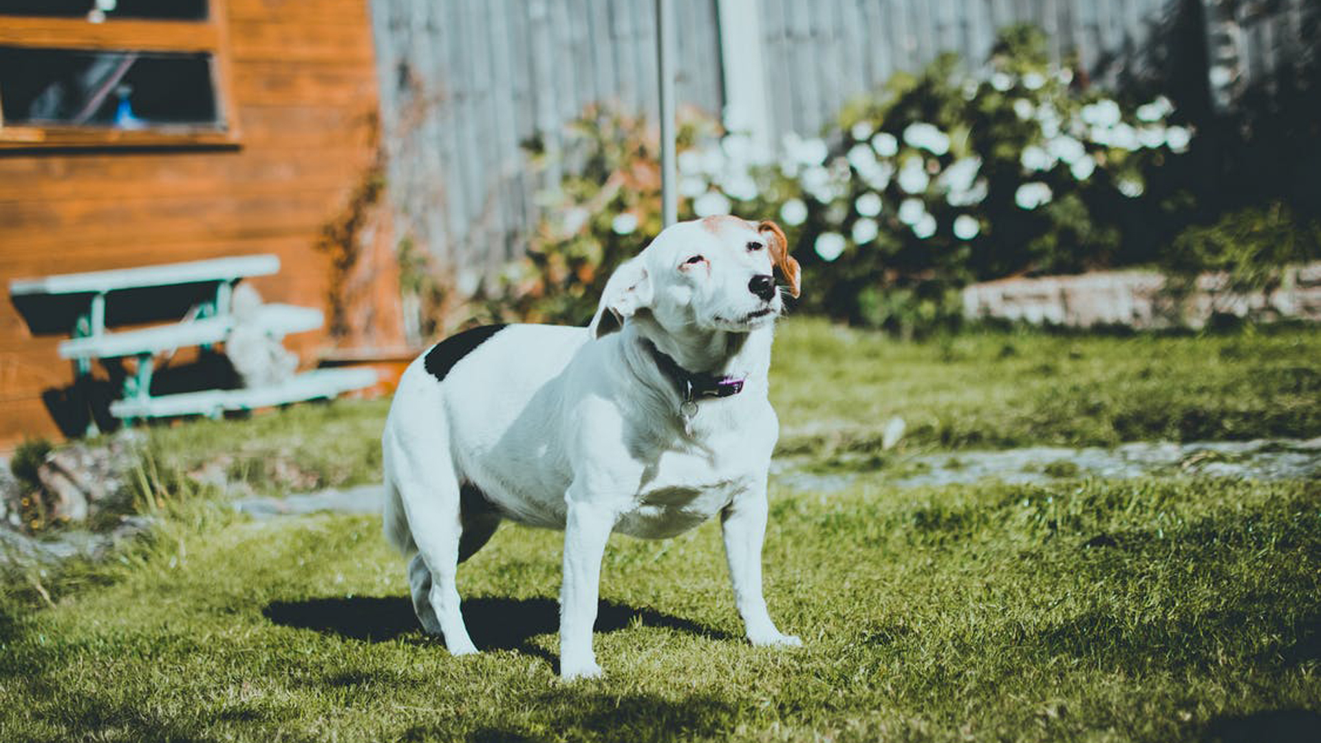 Best Veterinary Hospital In Harriman, TN Roane