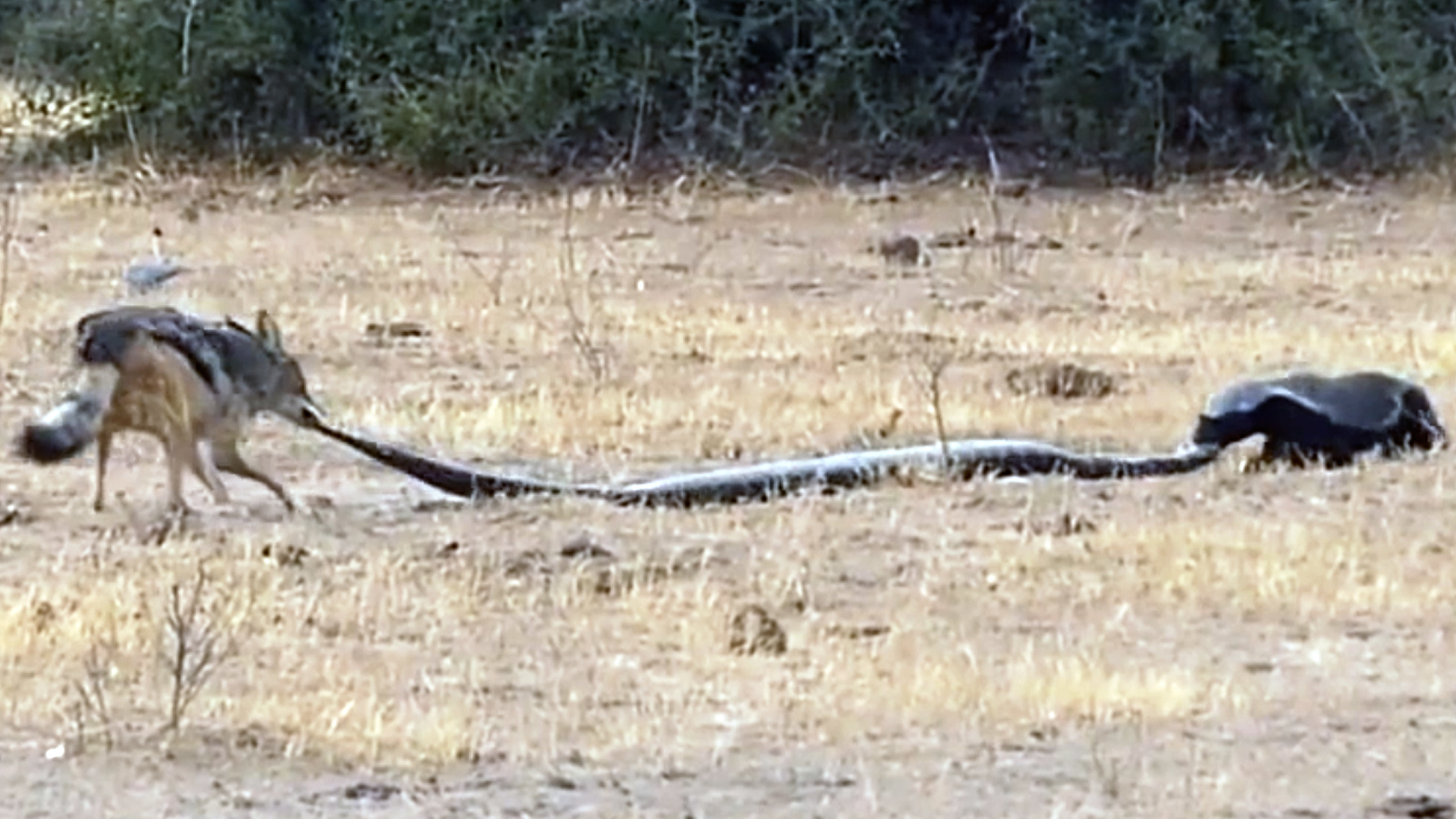 Honey Badger vs. Python vs. Jackal