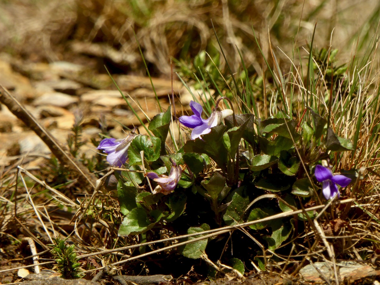 Common Dog Violets Roaringwater Journal
