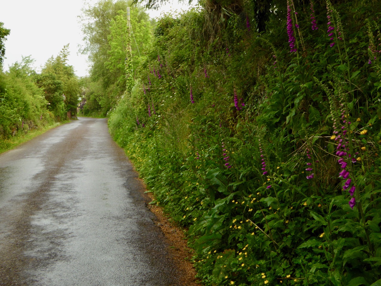 Greenmount Road Roaringwater Journal