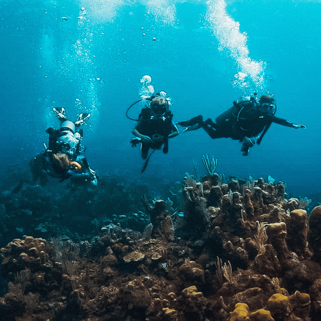PADI Courses Roatan Course Options Octopus Dive School