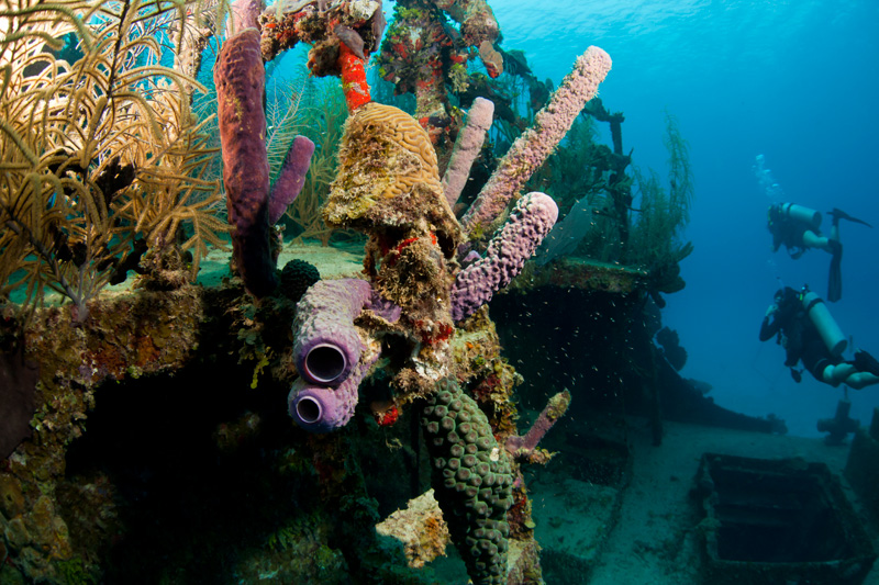 Diving in Roatan Roatan Honduras Travel Guide