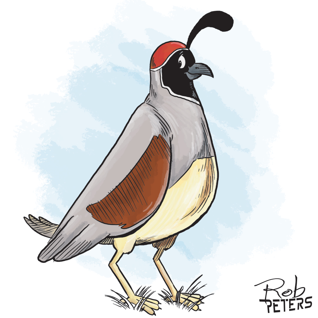 Daily Drawing Quail 1 Rob Peters Illustration BlogRob Peters