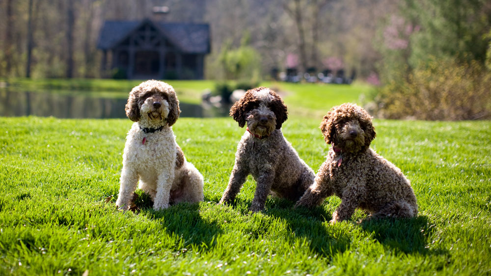 TruffleDog Trainer at Blackberry Farm Robb Report