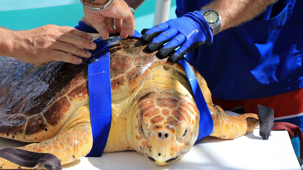 Turtles Fly Too Lets Private Plane Owners Help Endangered