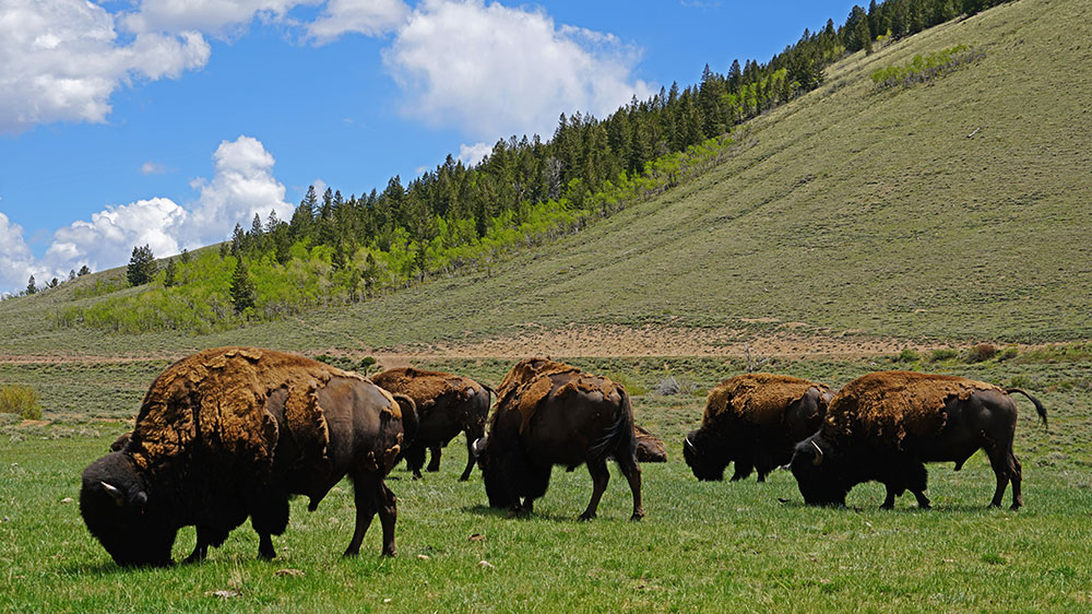 This 45 Million Colorado Ranch Comes With a Free Herd of Bison Robb Report