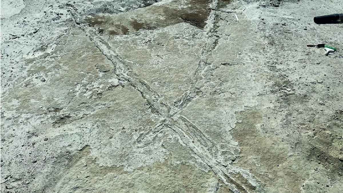These 20,000-Year-Old Vehicle Tracks Suggest a New Timeline for Human Migration