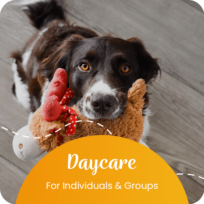 Rob Cary Pet Resort Dog Boarding and More in San Antonio, TX!