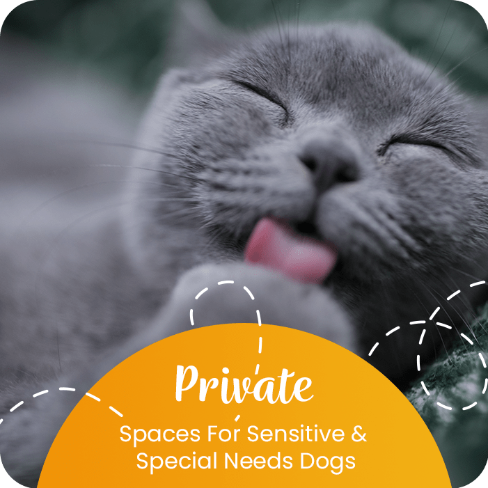 Rob Cary Pet Resort Dog Boarding and More in San Antonio, TX!