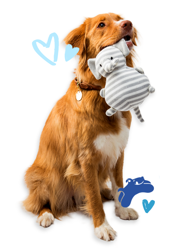 Rob Cary Pet Resort Dog Boarding and More in San Antonio, TX!