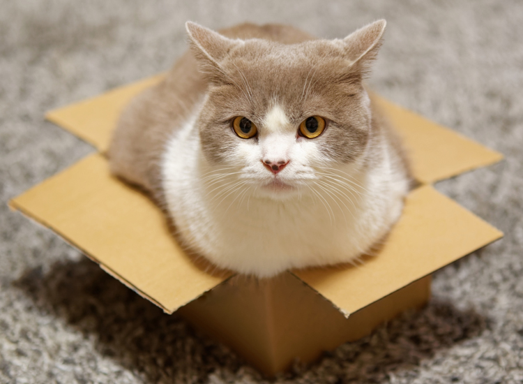 Cat Boarding Rob Cary Pet Resort