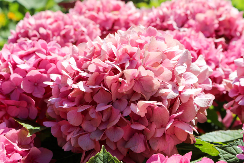 Pink hydrangeas Roberta Grimes