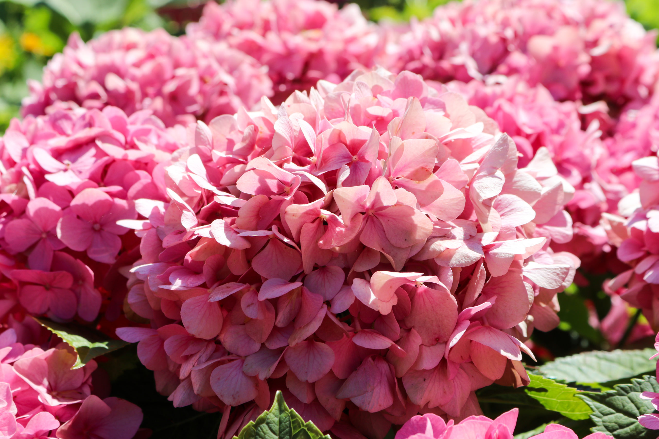 Pink hydrangeas Roberta Grimes