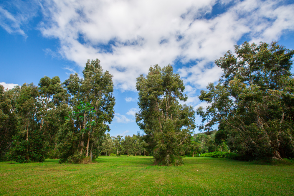 North Shore Kauai Land for Sale Roberta Haas