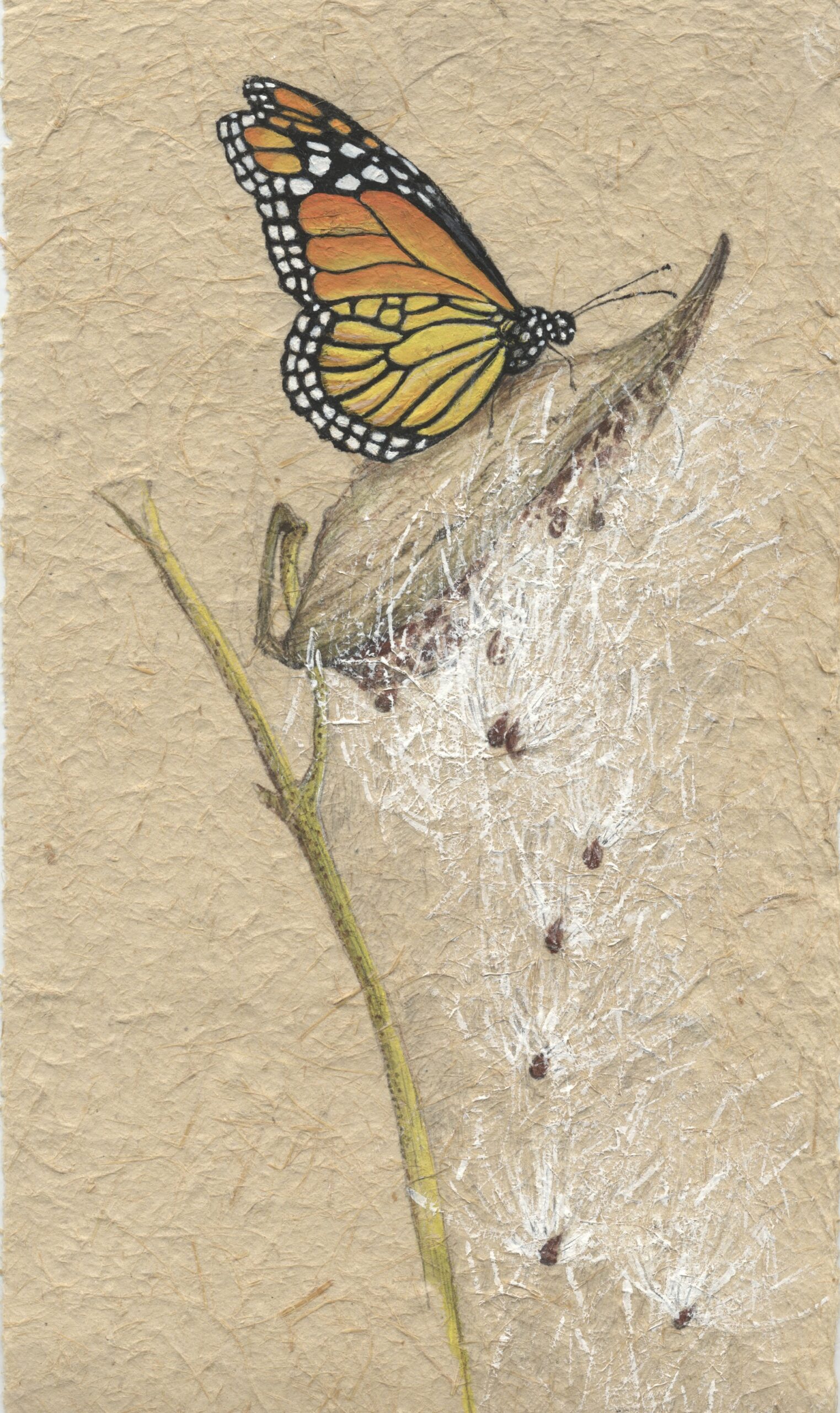 Monarch Butterfly / Columbia County (NY) Land Conservancy Roberta Wilson