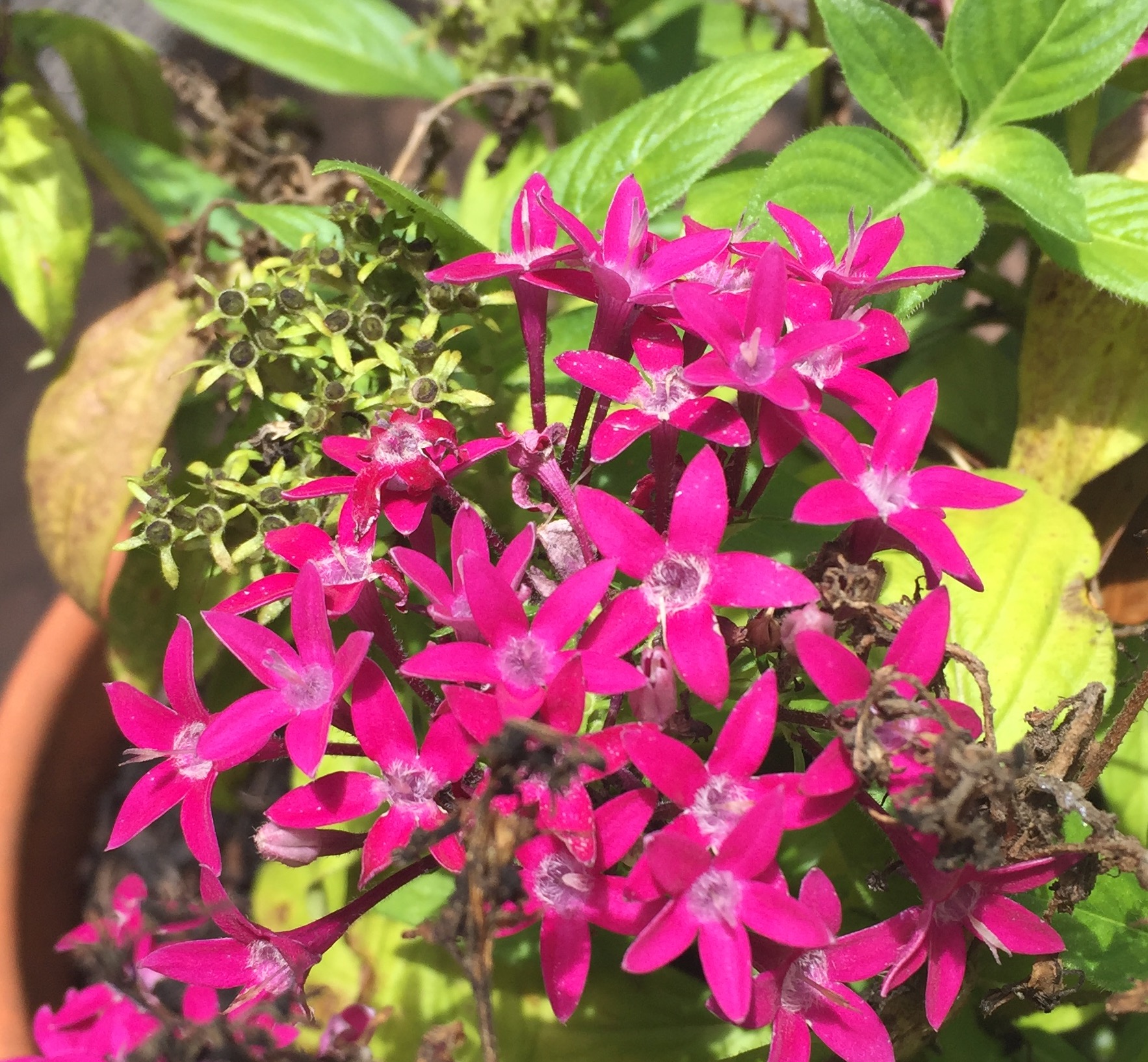 Why Do Flowers Sing? robertbarneslinfors