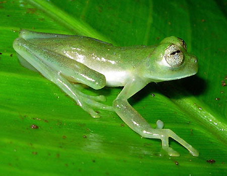frog-1