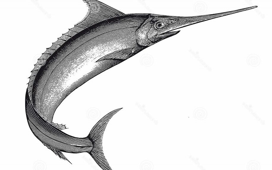 Lemon Grilled Sword Fish