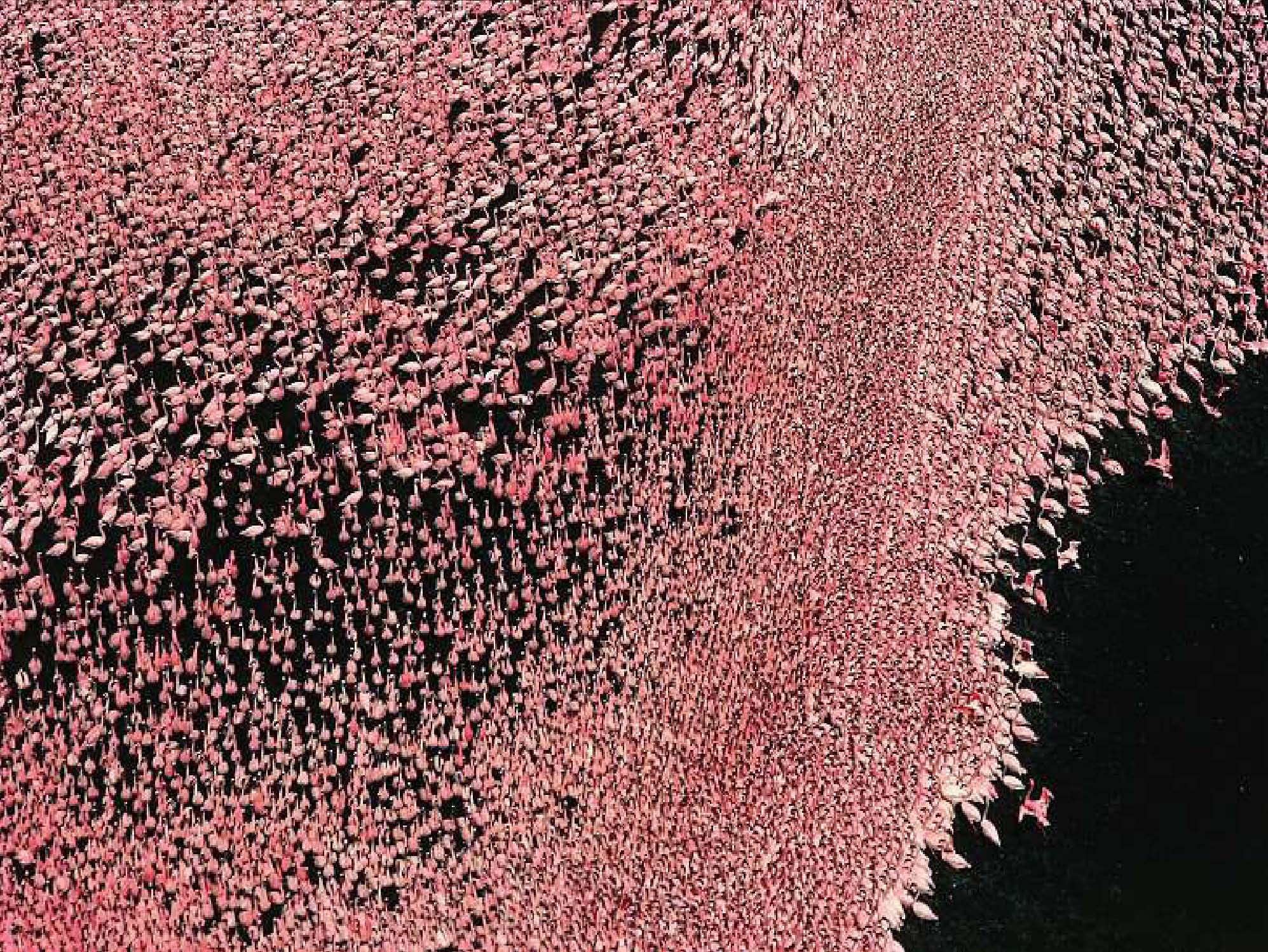 Best Picture of the Year