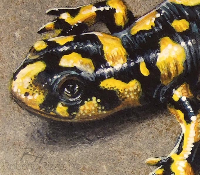 Rock Painted Tiger Salamander A Unique Work of Art for Nature Lovers!