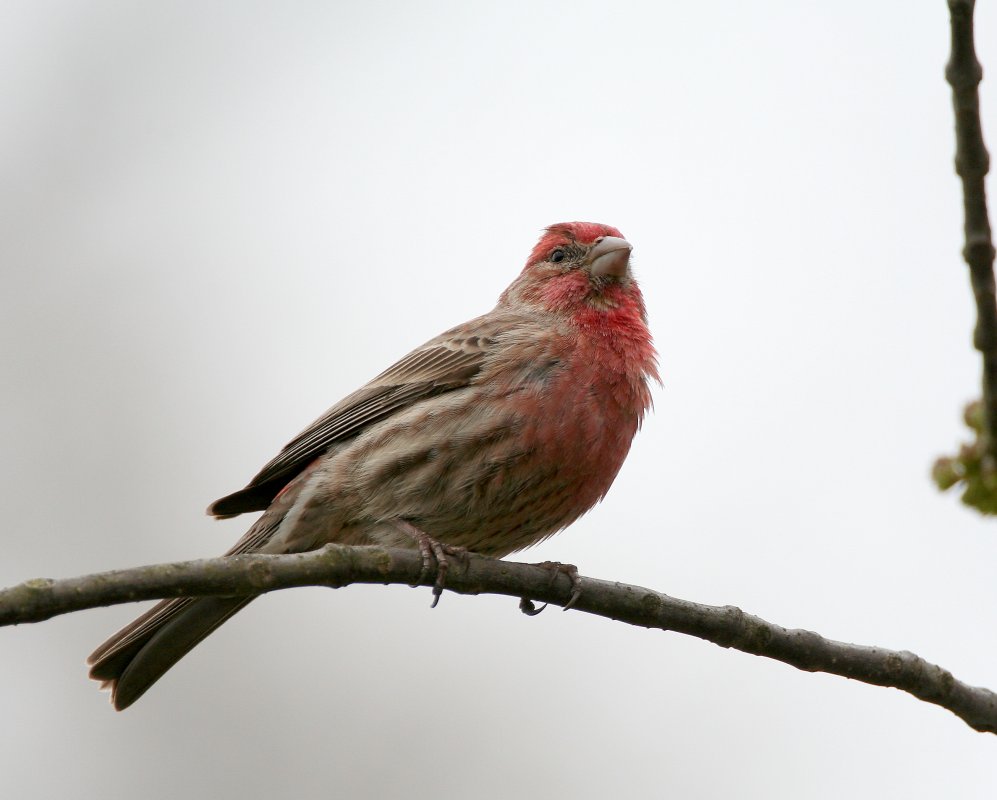 Bird photography in Huntington Beach, South Carolina