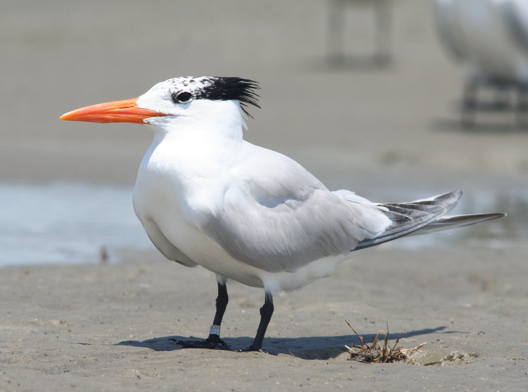 Bird Photography of Myrtle Beach South Carolina