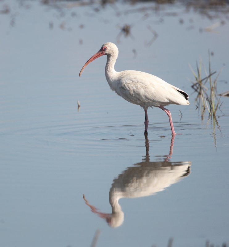 Bird Photography of Huntington Beach South Carolina