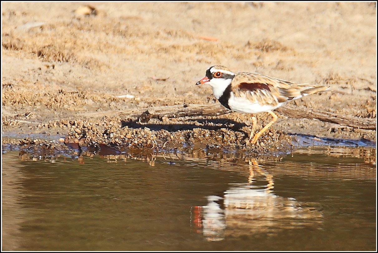 Waterbirds of Powlett Swamp. UNEARTH
