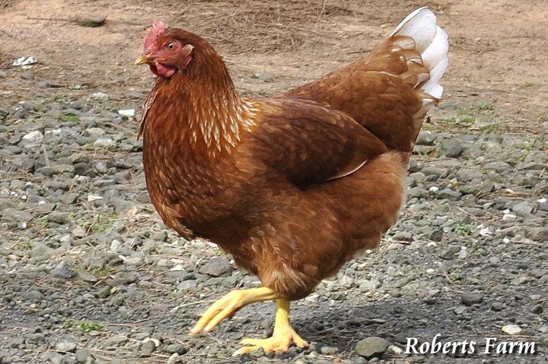 Roberts Farm Cinnamon Queens