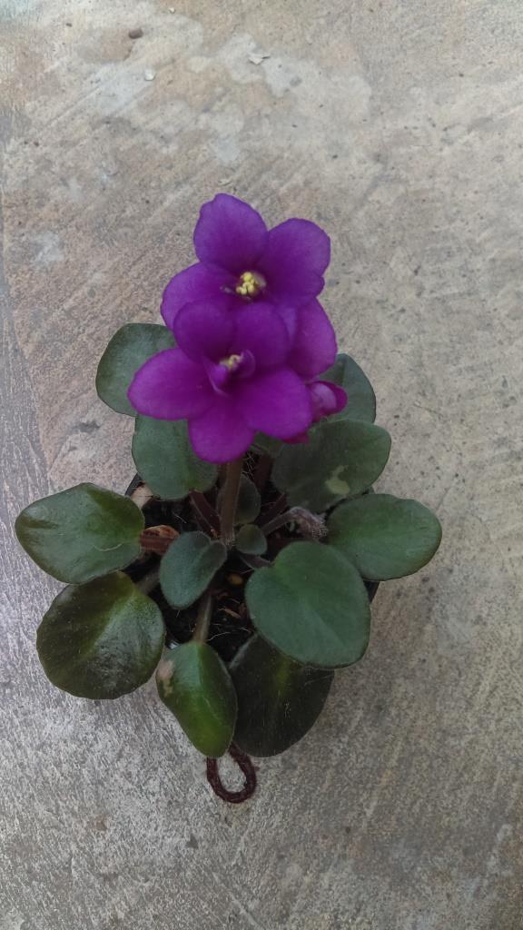 African Violet Optimara Little Ruby. 50mm pots. Robertson Orchids
