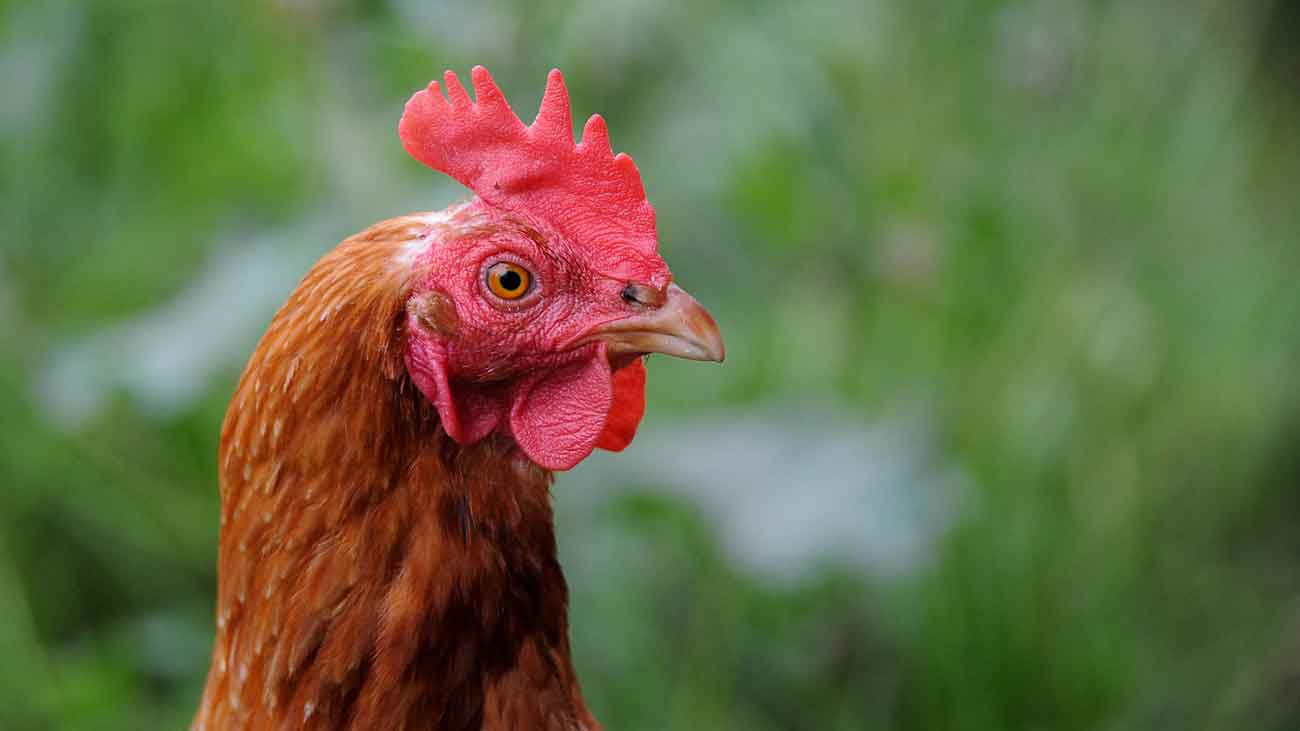 Steve the Rooster — Robert St. John