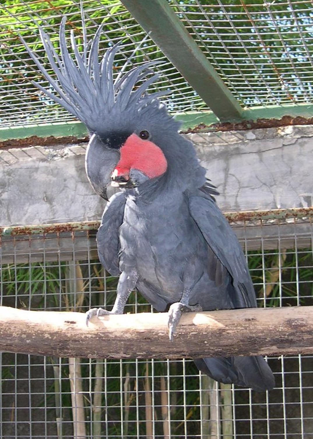 Kakatua Raja | Robihuda08 1504_X_1074_jpg