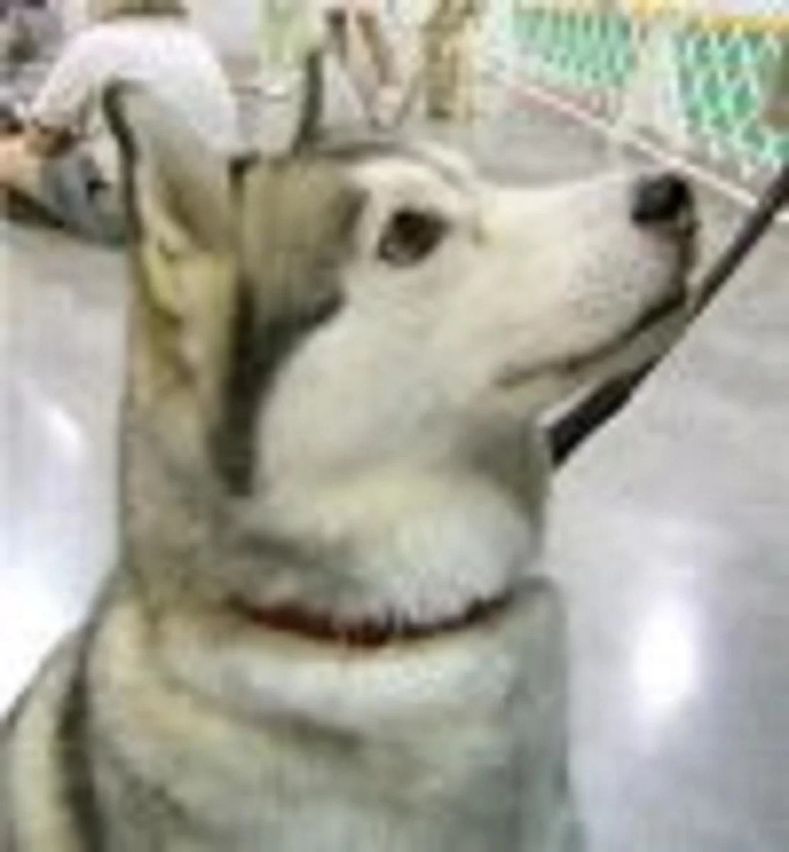 Off leash freedom for Siberian Husky achieved with help of remote