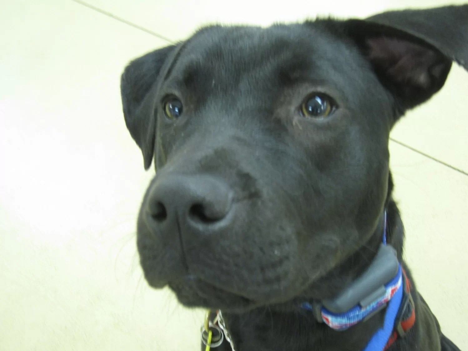 Should I use the vibration rather than the stim on my remote training