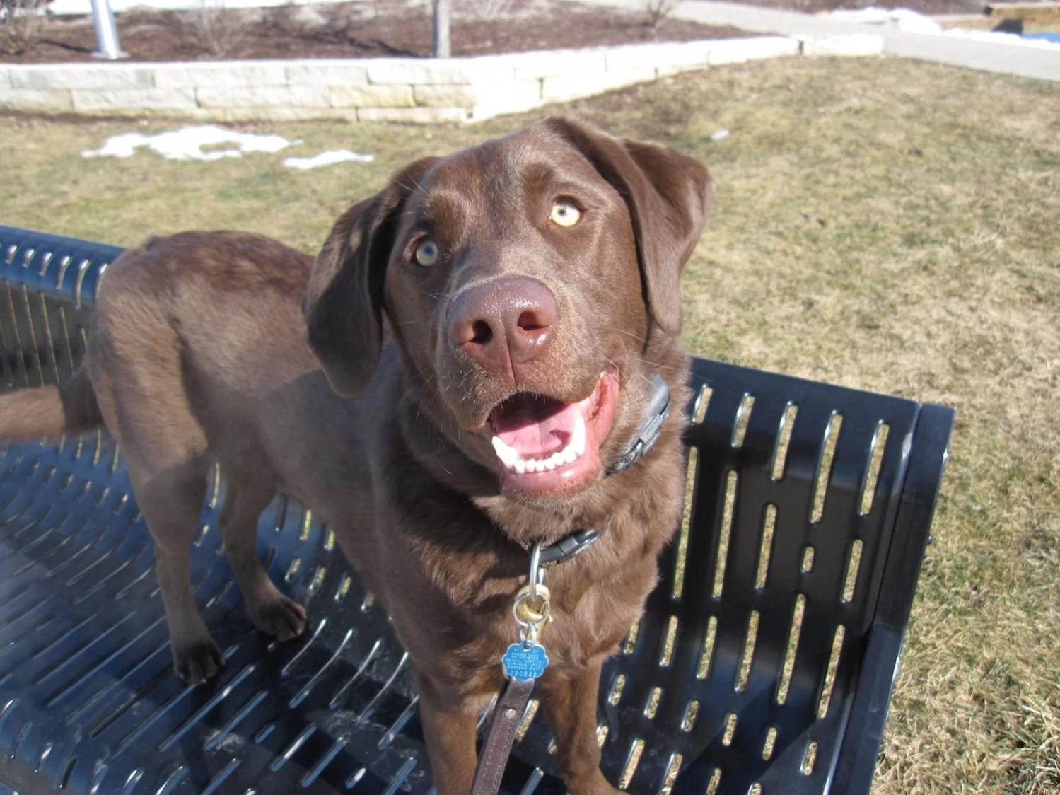 Dog owners in Berkeley area finding great results with electronic dog