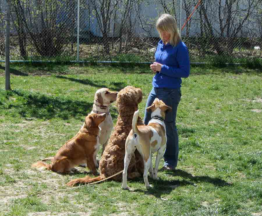 Invisible Fence for Dogs Dog Training Blog