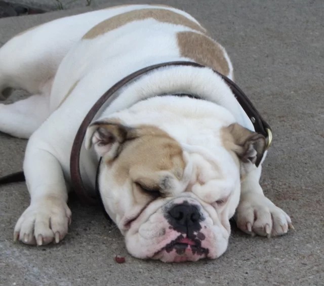 Does flooding have a place in the world of dog training? Dog Training