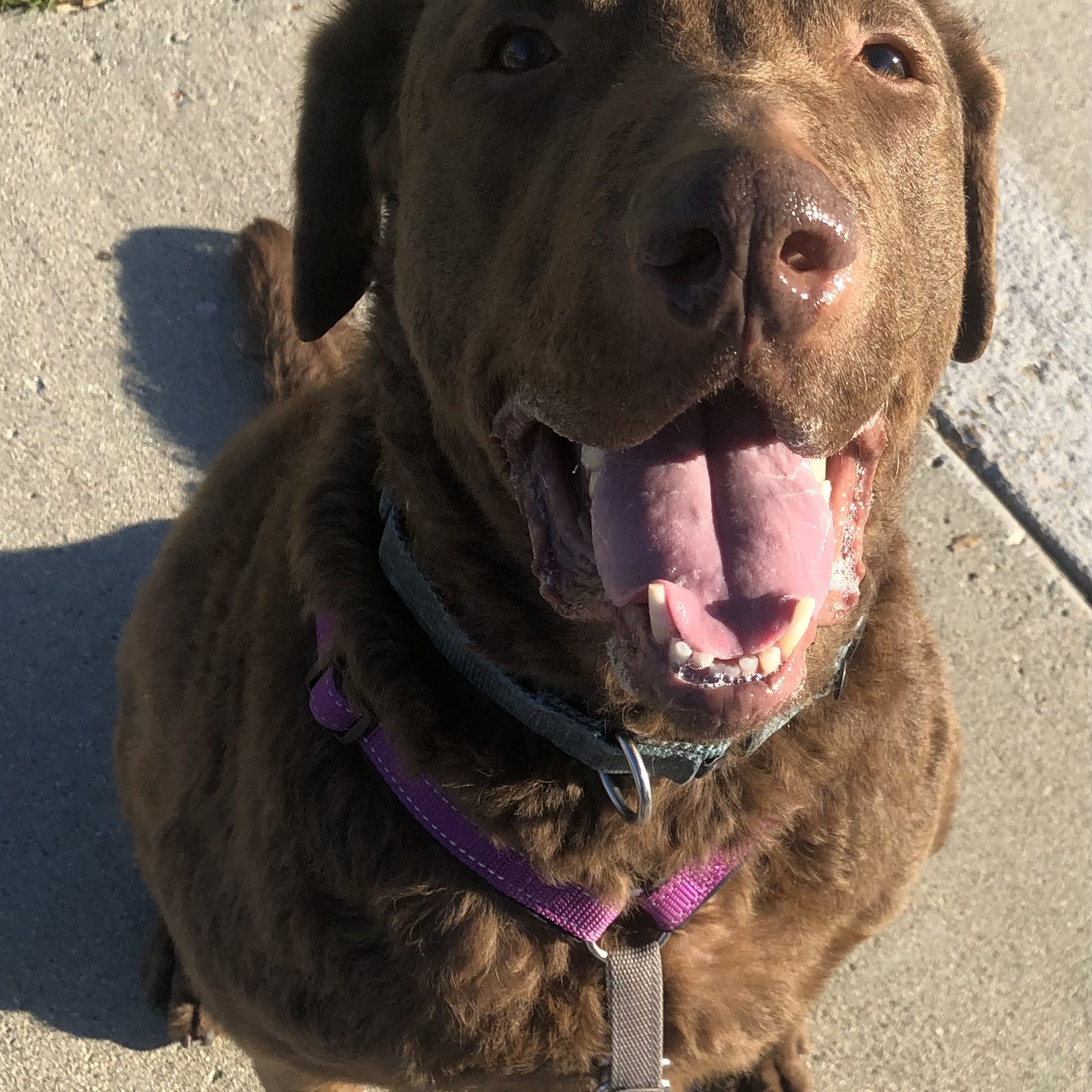 Can Old Dog Teach Puppy