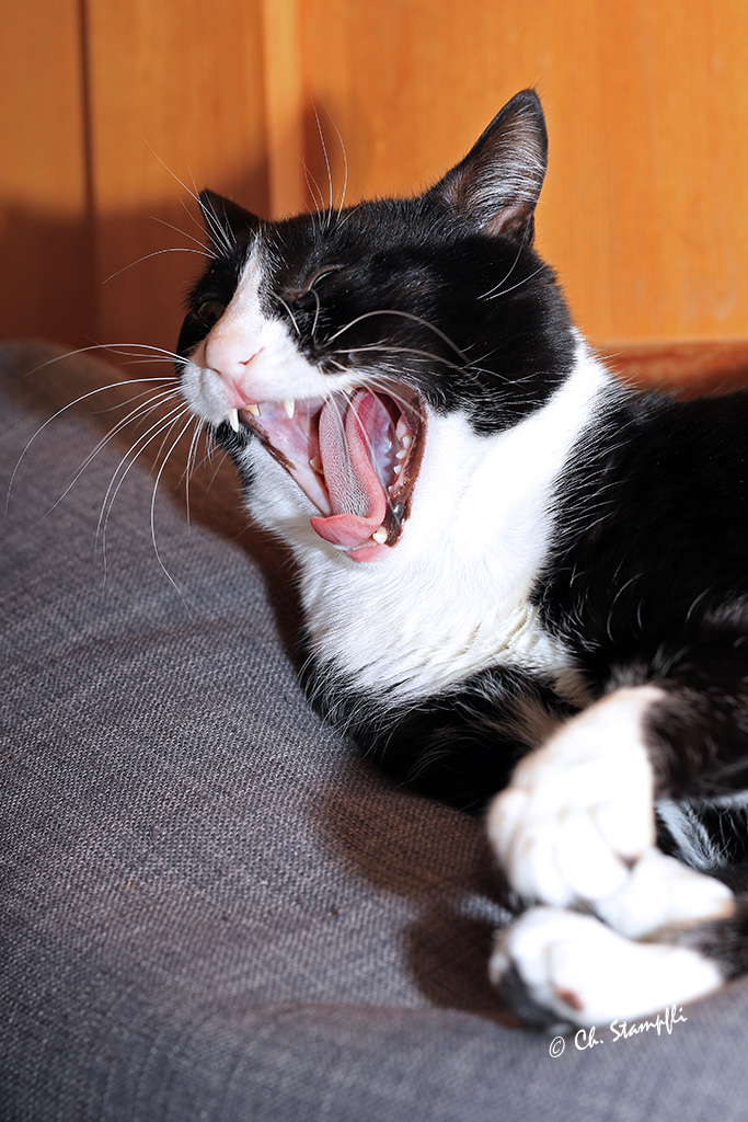 Katzen Robinson & Freitag Seite 3