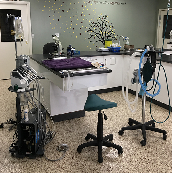 Dentistry Robinson Veterinary Services