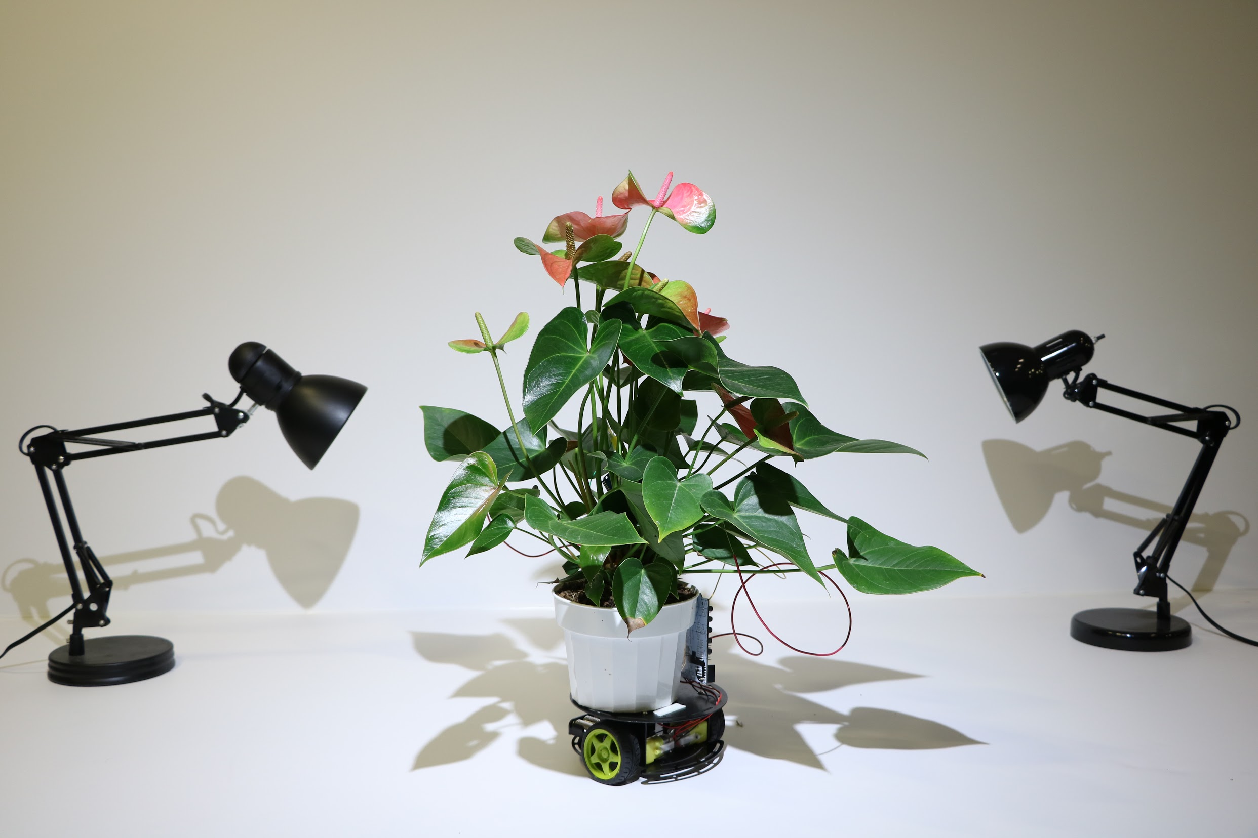 Elowan A plantrobot hybrid Robohub
