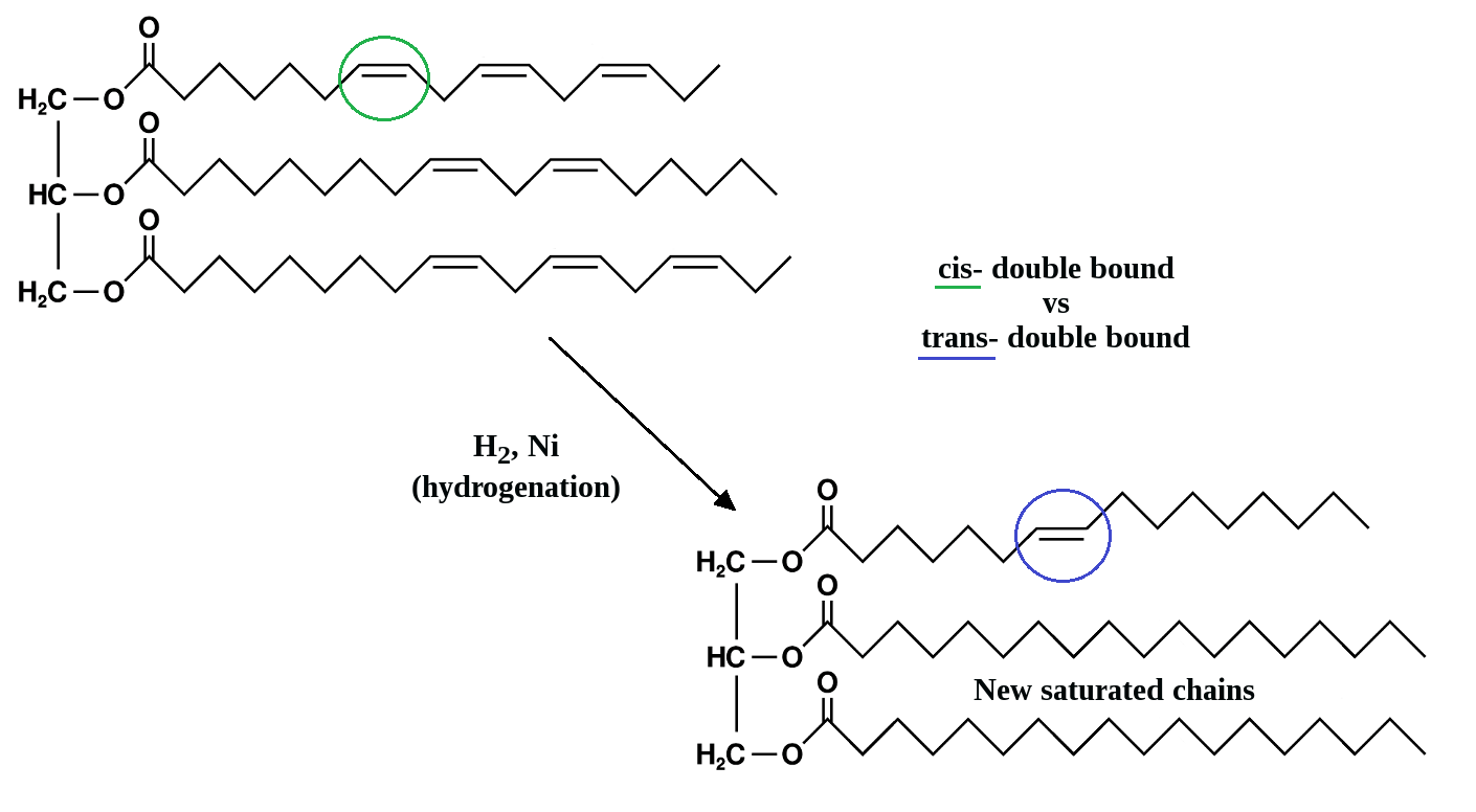 Bad, bad margarine. Fats explained in 3 points the robotic amoeba