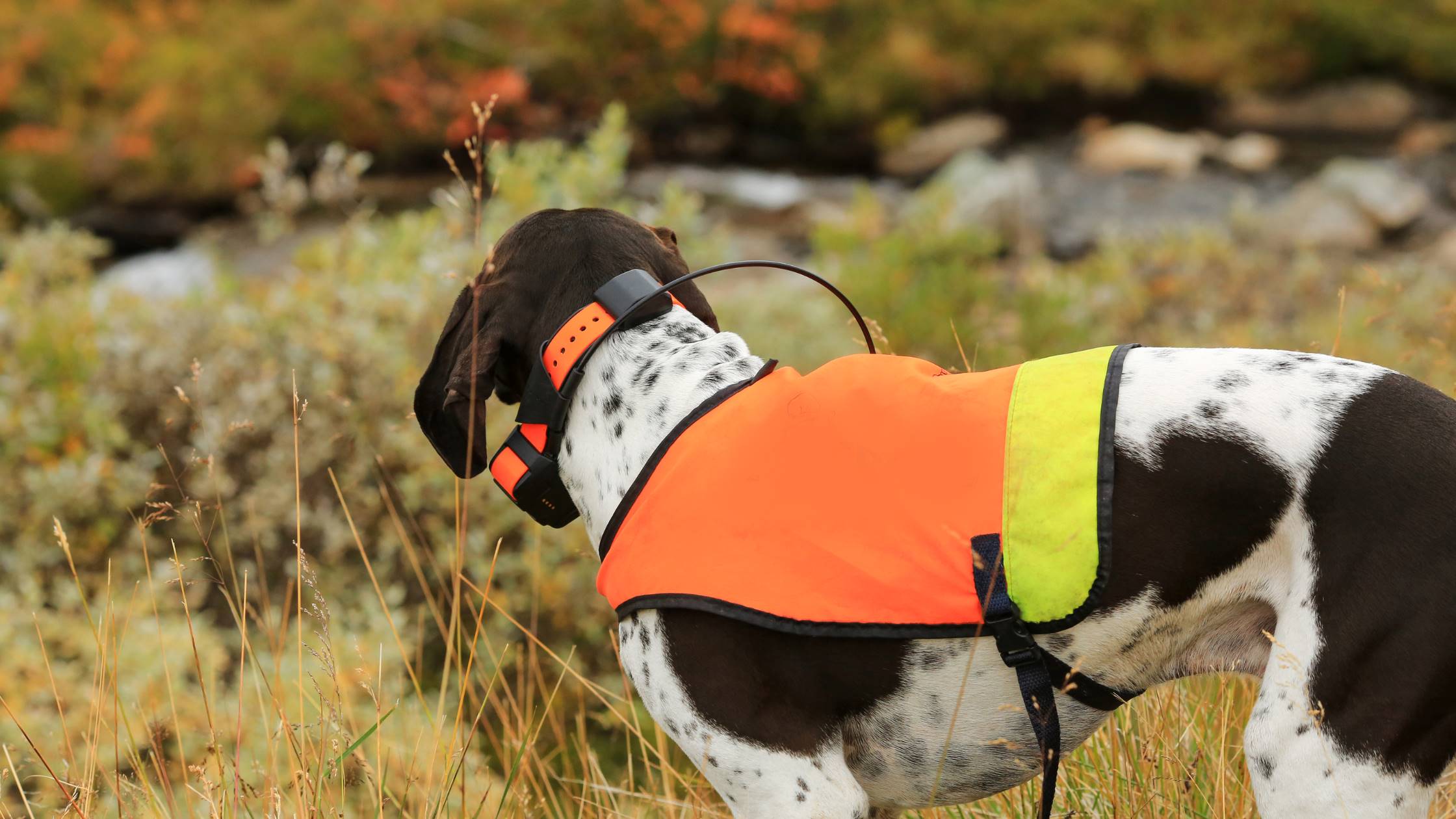 How Does A Wireless Dog Fence Work | Robots.net