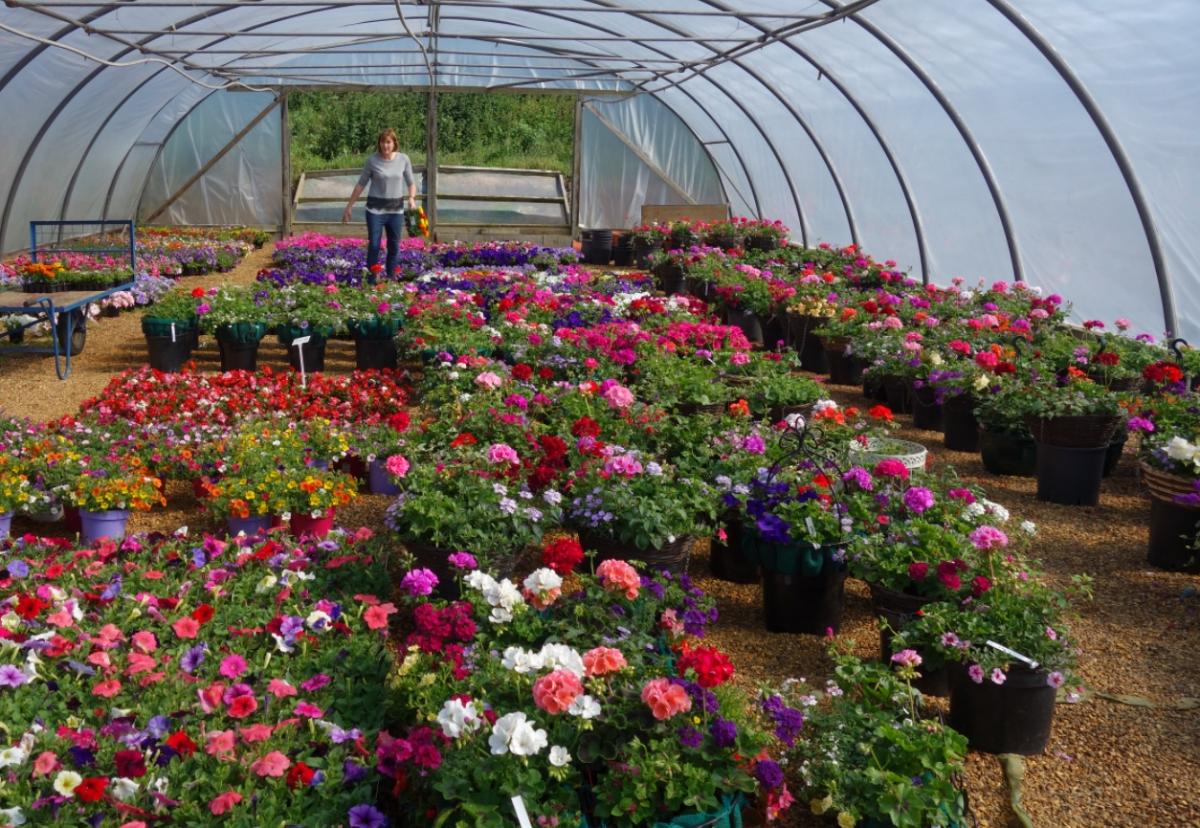 Hanging basket Rob's Nursery