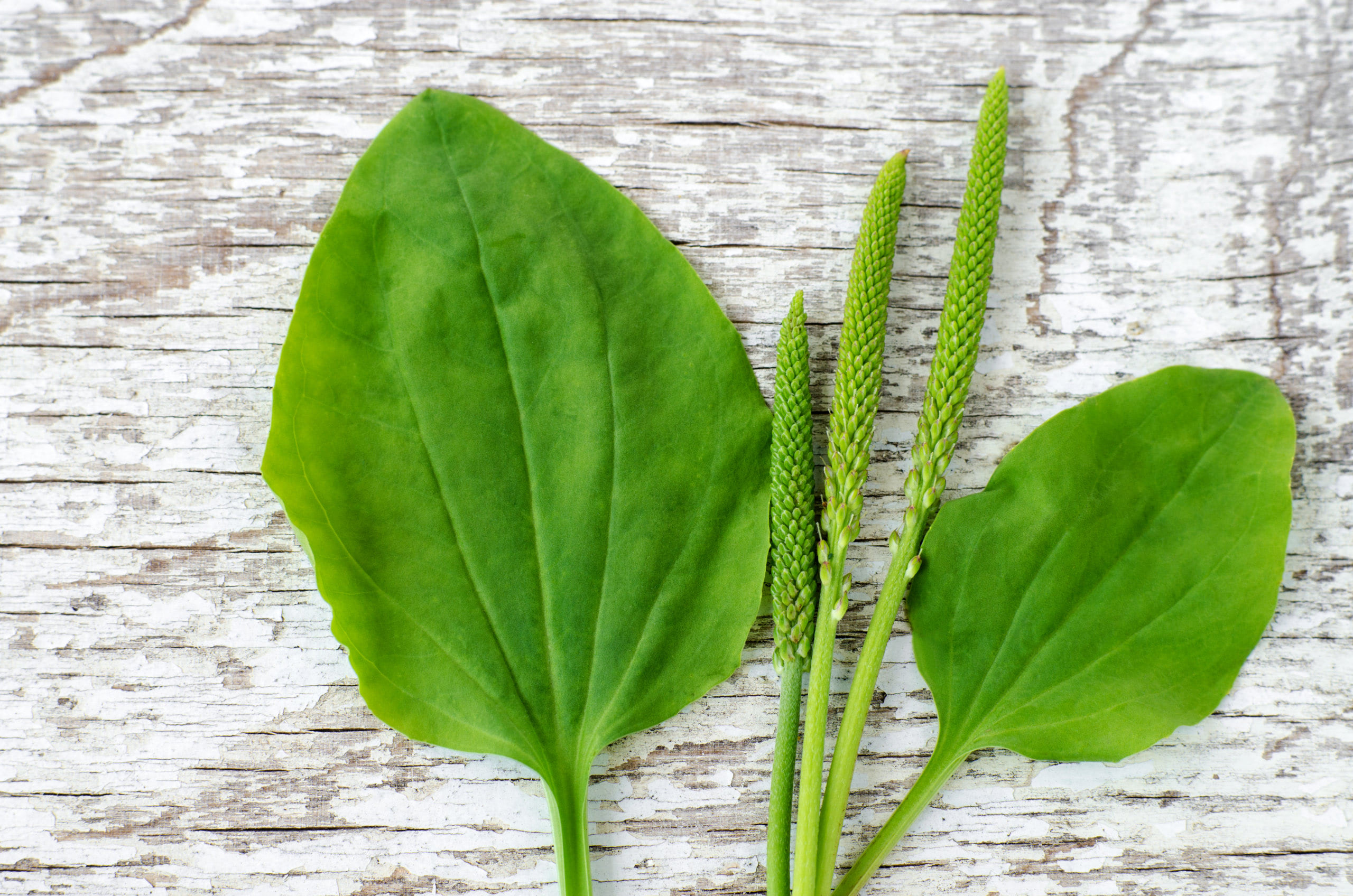 Psyllium Husk Complete Guide Dr. Chutkan