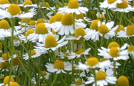 Maybe you would like to learn more about one of these? Chamomile Rochedale Community Garden