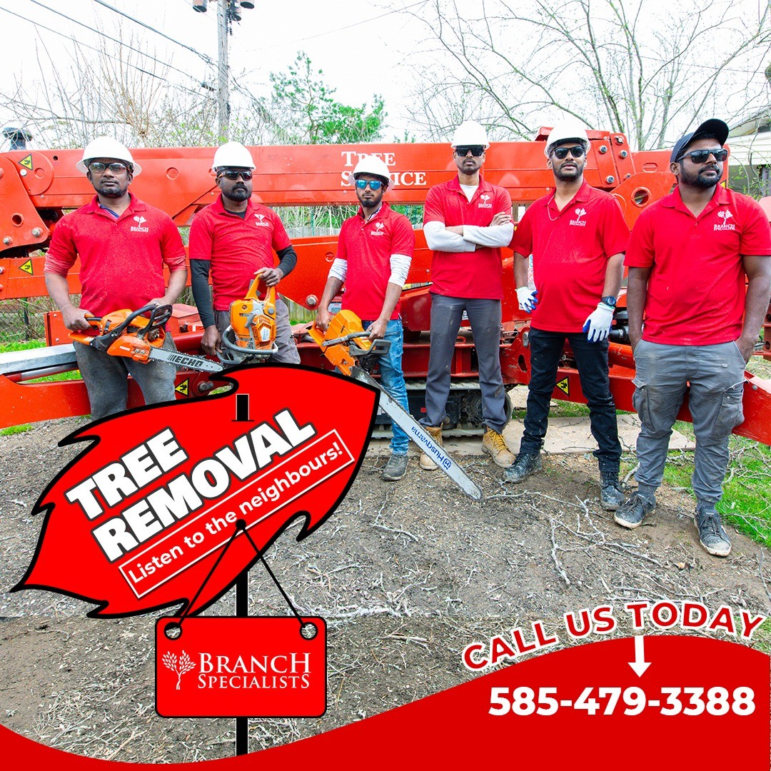 Best Tree Service Rochester NY Tree Surgeon ISA Certified Arborist