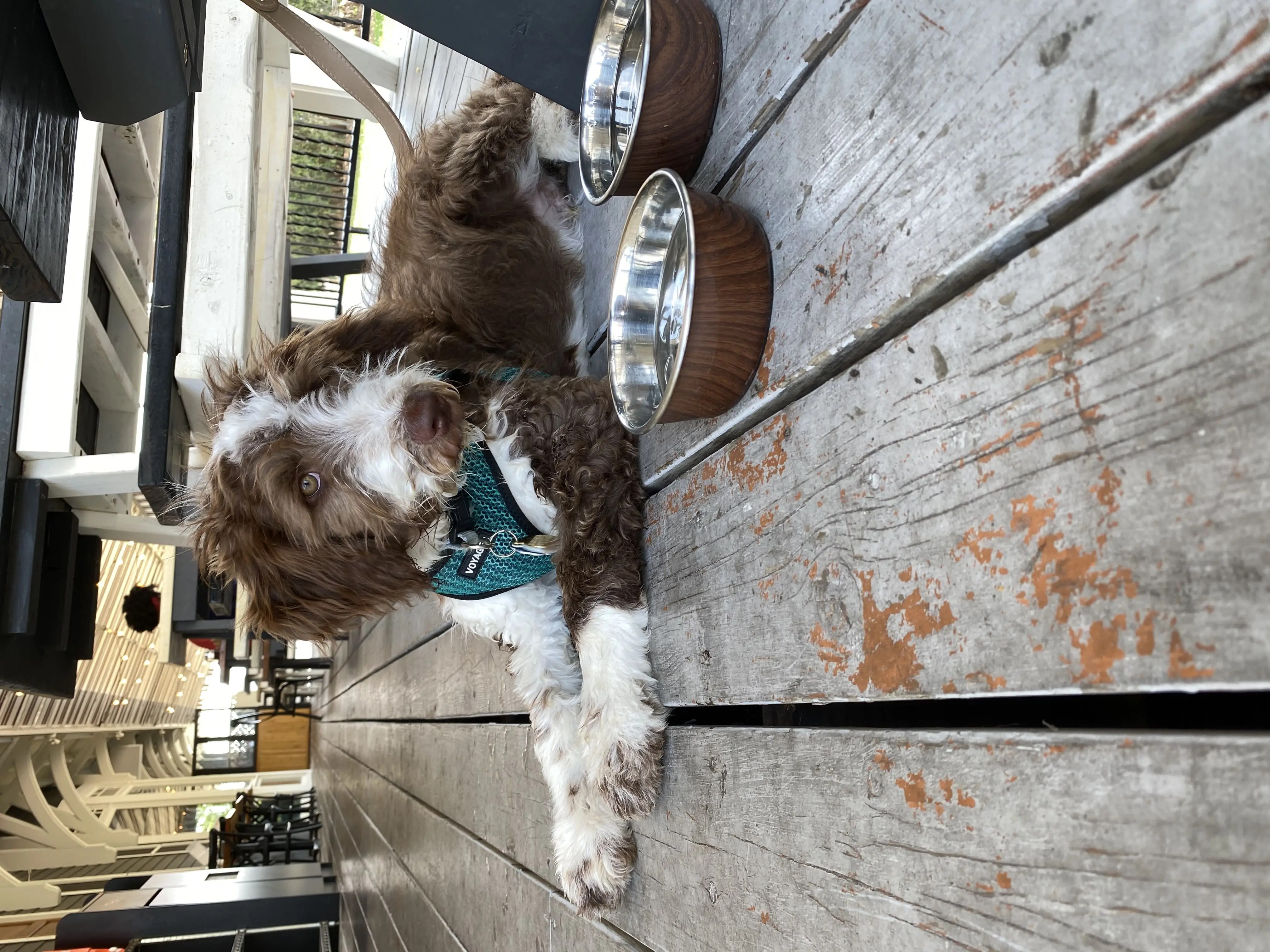 Rochester MN Guide to DogFriendly Patios and Businesses