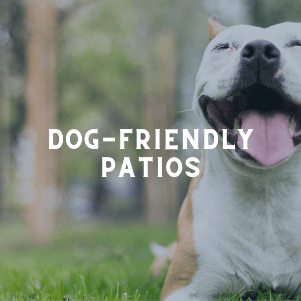 Rochester MN Guide to DogFriendly Patios and Businesses