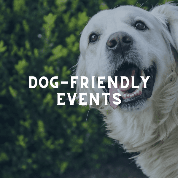 Rochester MN Guide to DogFriendly Patios and Businesses